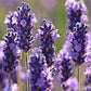 Essential Oil Blend - Neroli, Lavender & Rose - thepurehaven