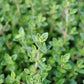 Essential oil - Thyme - thepurehaven