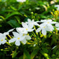 Organic Incense -Jasmine - thepurehaven