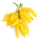 Ylang Ylang - Cananga Odorata - thepurehaven